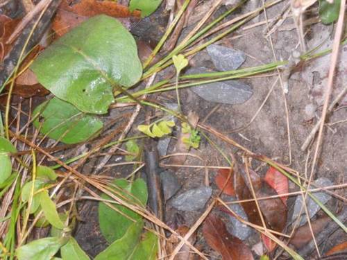 Daintyleaf Honeysucklebush (Turraea streyi)