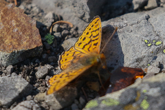 Boloria astarte