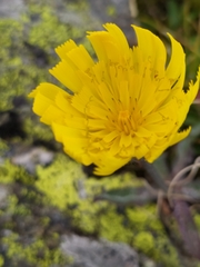 Hieracium piliferum