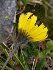 Hieracium piliferum