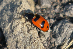 Hippodamia quinquesignata