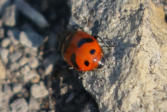 Hippodamia quinquesignata