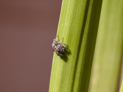 Salticidae