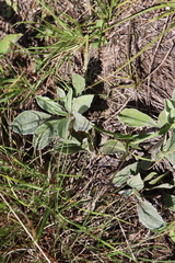 Antennaria parlinii fallax
