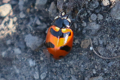 Hippodamia quinquesignata