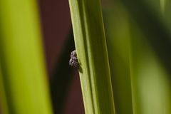 Salticidae