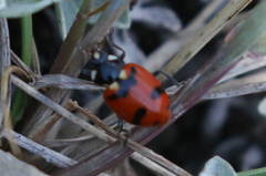 Hippodamia quinquesignata