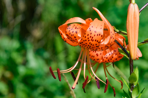Lilium lancifolium