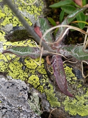 Hieracium piliferum