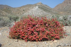 Hermannia stricta