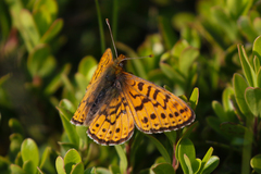Boloria astarte