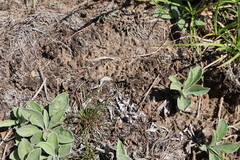 Antennaria parlinii fallax