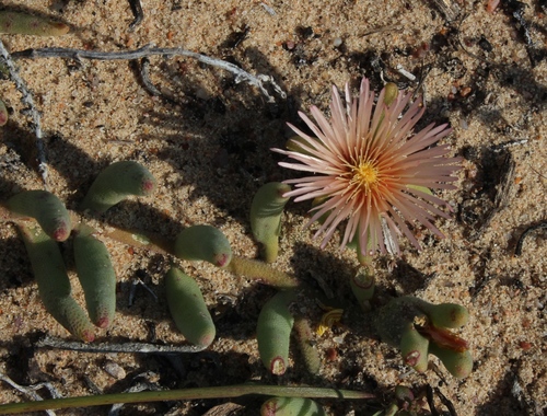 Mesembryanthemum sinuosum
