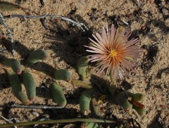 Mesembryanthemum sinuosum