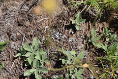 Antennaria parlinii fallax