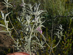 Stachys rugosa