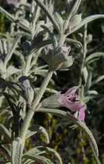 Stachys rugosa
