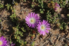 Drosanthemum