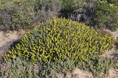 Manochlamys albicans