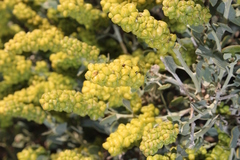 Manochlamys albicans