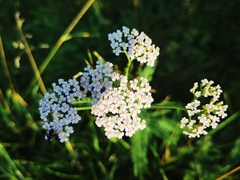 Achillea asiatica