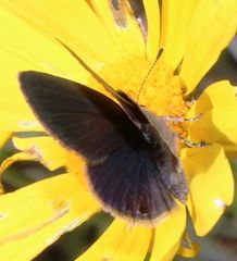 Eicochrysops messapus messapus