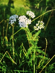 Achillea asiatica