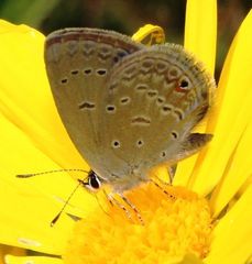 Eicochrysops messapus messapus
