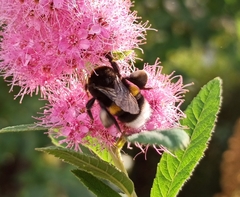 Bombus