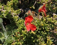 Pelargonium fulgidum