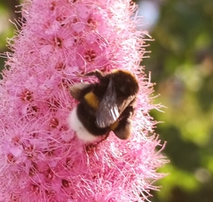 Bombus