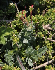 Pelargonium fulgidum