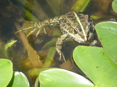 Pelophylax ridibundus