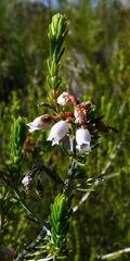 Erica verecunda