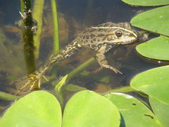Pelophylax ridibundus