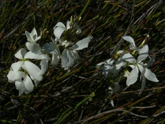 Heliophila juncea