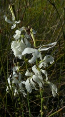 Heliophila juncea