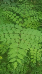 Aralia elata