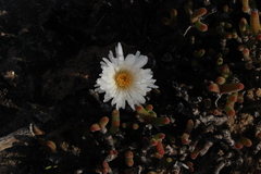 Dicrocaulon ramulosum