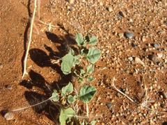Boerhavia repens repens