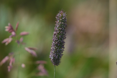 Phleum alpinum