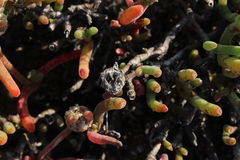 Dicrocaulon ramulosum
