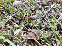 Macroptilium gibbosifolium