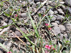 Macroptilium gibbosifolium