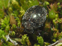 Lamprobyrrhulus nitidus