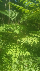 Aralia elata