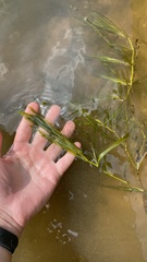 Potamogeton compressus