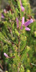 Erica verticillata