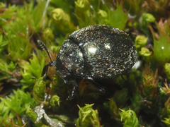 Lamprobyrrhulus nitidus