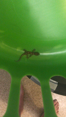 Hemidactylus turcicus